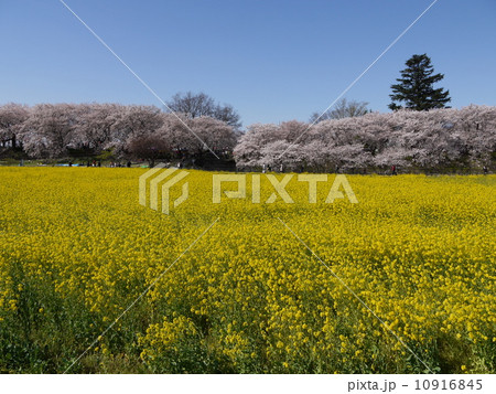権現堂堤桜並木 10916845