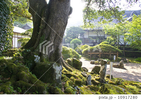 タブの木　象潟　蚶満寺　【秋田県】 10917280