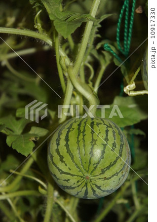 ミニスイカ 10917330