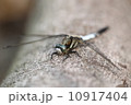 とんぼ 10917404