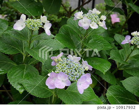 雨に濡れた咲きかけの紫陽花 雨に濡れた咲きかけの紫陽花 10917932