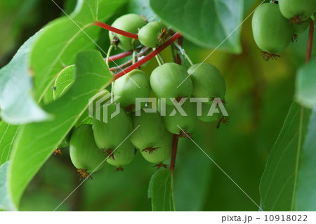 猿が大好きなので「猿梨」だとか。　熊も好きらしいです・・・ 10918022