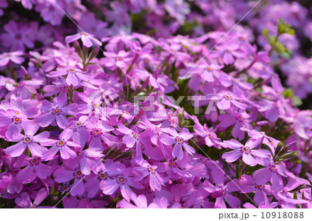 芝桜 芝桜 10918088