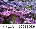 芝桜 10918089