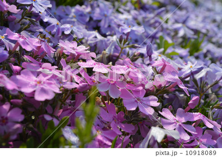芝桜 10918089