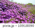 芝桜 10918090