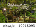 夜桜 10918093