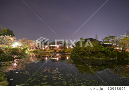 夜桜 10918095