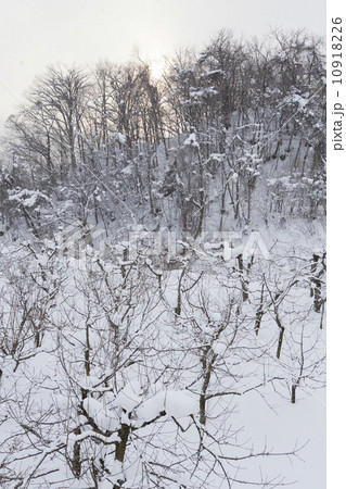 雪景色 雪景色 10918226