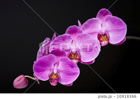 気高さ 花 フラワー 10918366