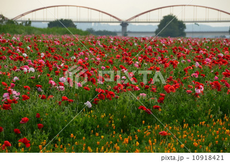 吹上ポピーまつりと荒川水管橋 吹上ポピーまつりと荒川水管橋 10918421