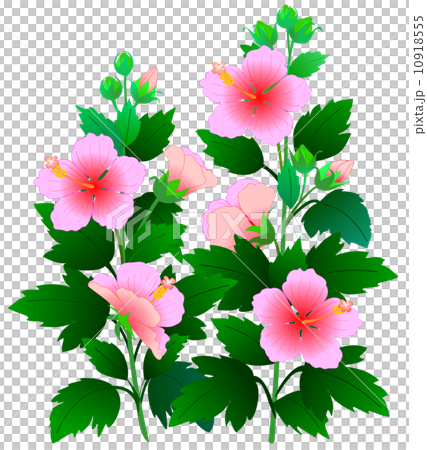 アメリカ芙蓉　ピンク 10918555