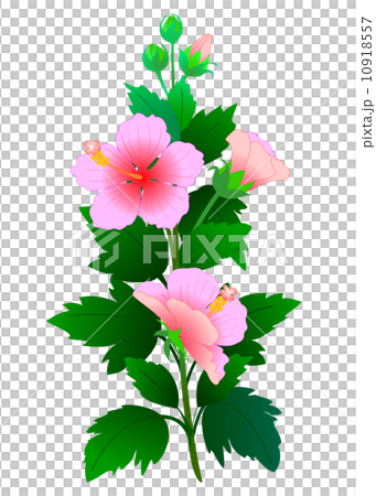 アメリカ芙蓉のイラスト素材