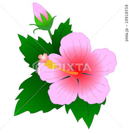 アメリカ芙蓉のイラスト素材