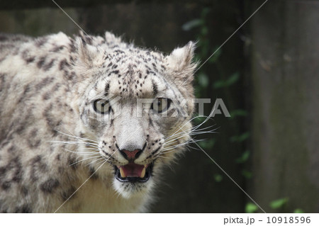 ゆきひょう ゆきひょう 10918596