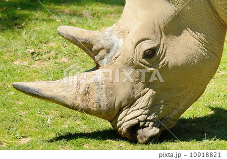 Portrait of the big Rhinoceros head during feeding on grass. 10918821