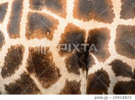 Giraffe brown skin pattern background closeup shot. 10918823