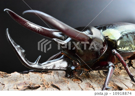 コーカサスオオカブト樹木の上で 黒背景 コーカサスオオカブト樹木の上で 黒背景 10918874