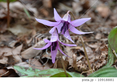 カタクリ 10918881