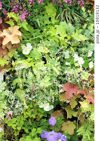 壁面緑化 10919132