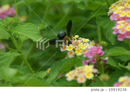 クマバチ 10919236