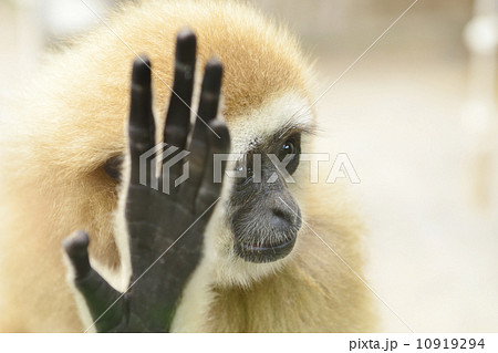 撮影お断り 10919294