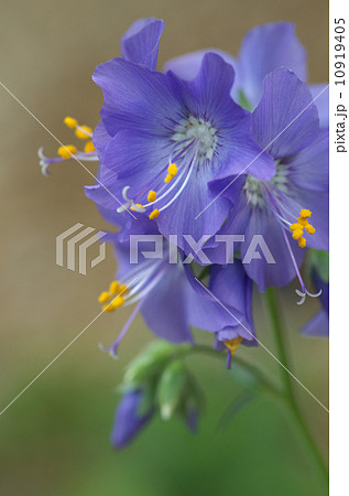 エゾノハナシノブ エゾノハナシノブ 10919405