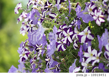 壁面緑化 壁面緑化 10919451