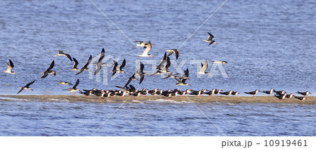 Black Skimmer Black Skimmer 10919461