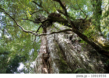 屋久杉 屋久杉 10919556