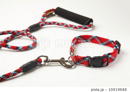 犬のリードと首輪 10919688