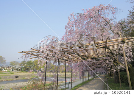 満開の半木の道 10920141