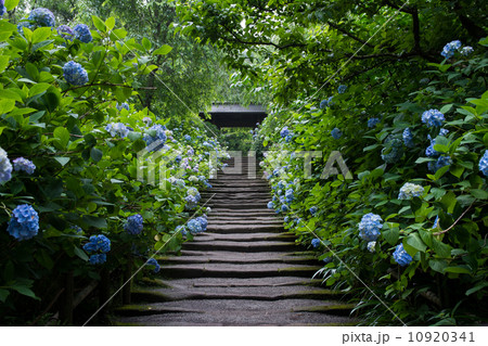 姫紫陽花と山門 10920341