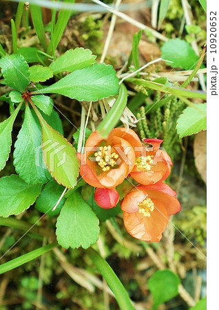 春の野の花・地面に張り付くように咲いていたクサボケの花・縦位置 10920652