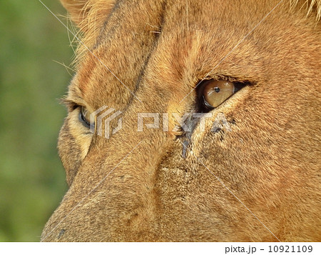 ライオンの眼光 ライオンの眼光 10921109