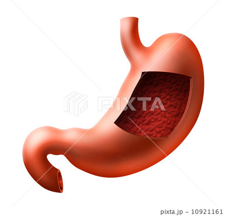 Stomach 10921161