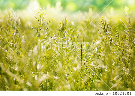 Wheat field - green wheat 10921201