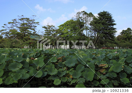 鶴岡八幡宮の蓮 10921336