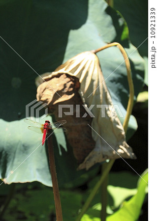 鶴岡八幡宮の蓮 10921339