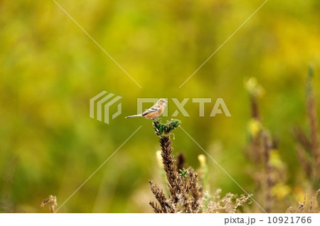 ベニマシコ 10921766