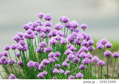 チャイブ 10922099