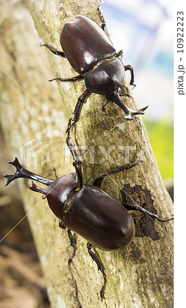 カブトムシ 10922223