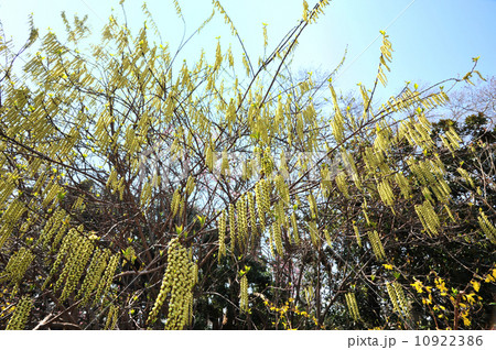 キブシ キブシ 10922386