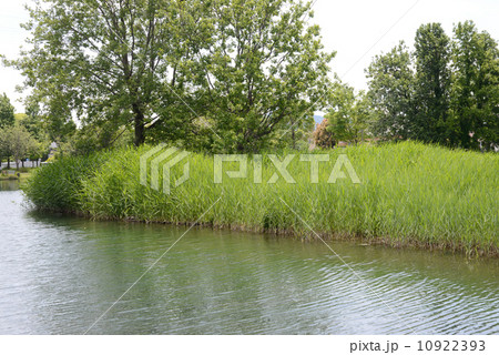 ヨシ原の風景 10922393