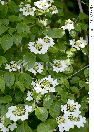 ヤブテマリ ヤブテマリ 10922397