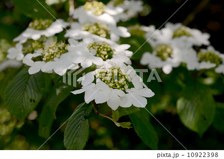 ヤブテマリ ヤブテマリ 10922398