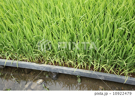 稲の苗 米作り 稲の苗 米作り 10922479