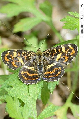 サカハチチョウ 10922495