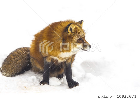 Red Fox in wintertime in natural environment 10922671