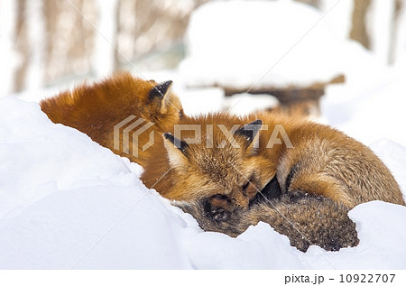 red foxes sleeping in the snow red foxes sleeping in the snow 10922707